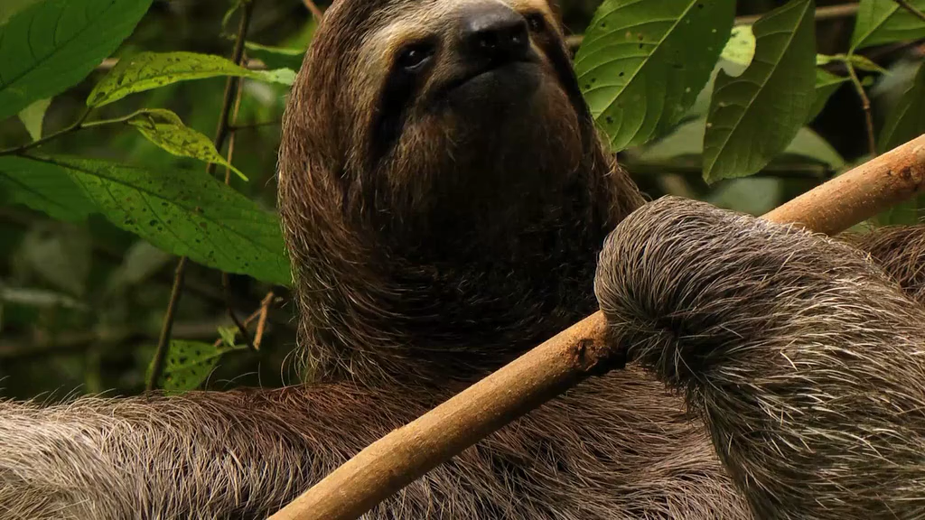 Всесвітня природна спадщина. Панама: Національний парк Ла Амістад кадр 2
