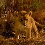 Вовк і лев - Скріншот 1