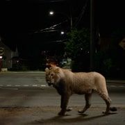 Вовк і лев - Скріншот 4