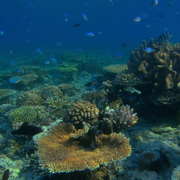 Великий Бар'єрний риф - Скріншот 4