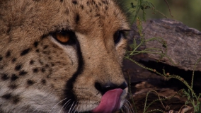 Таємне життя тварин - Скріншот 2