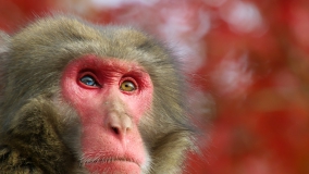 Таємне життя тварин - Скріншот 4