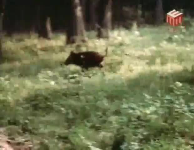 Три золотих волоски кадр 1