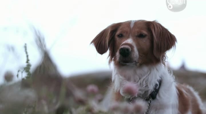 Чудесна подорож Нільса з дикими гусьми - Скріншот 4
