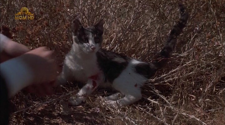 Теплий літній дощ кадр 4