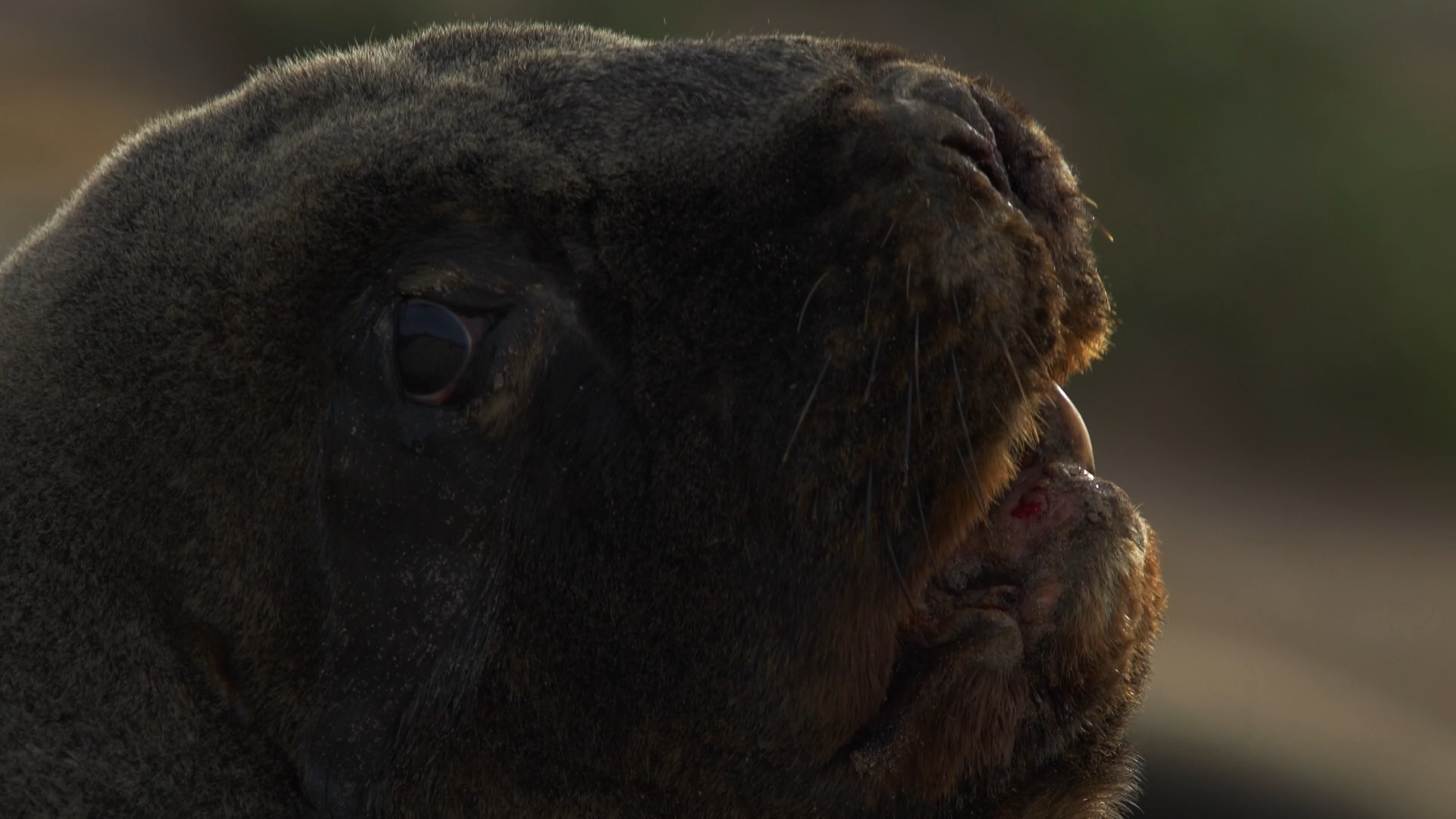 Тіньові землі - Скріншот 2