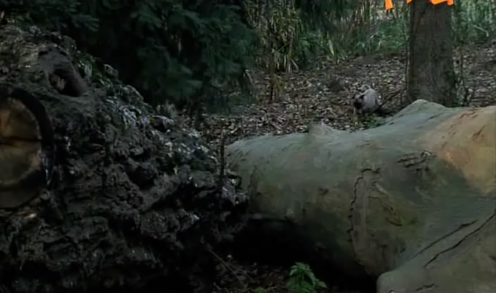 Моллі і Мопс 3 - Мопс рідко ходить сама кадр 2