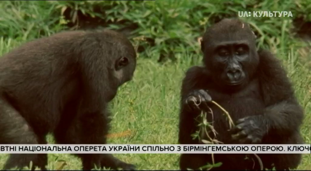 Коко - горила, що говорить з людьми кадр 4