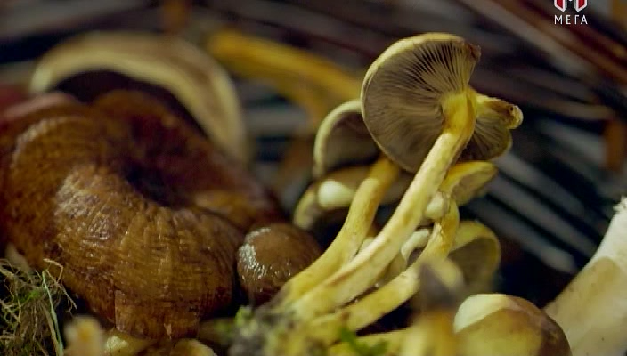 Таємне життя грибів кадр 2