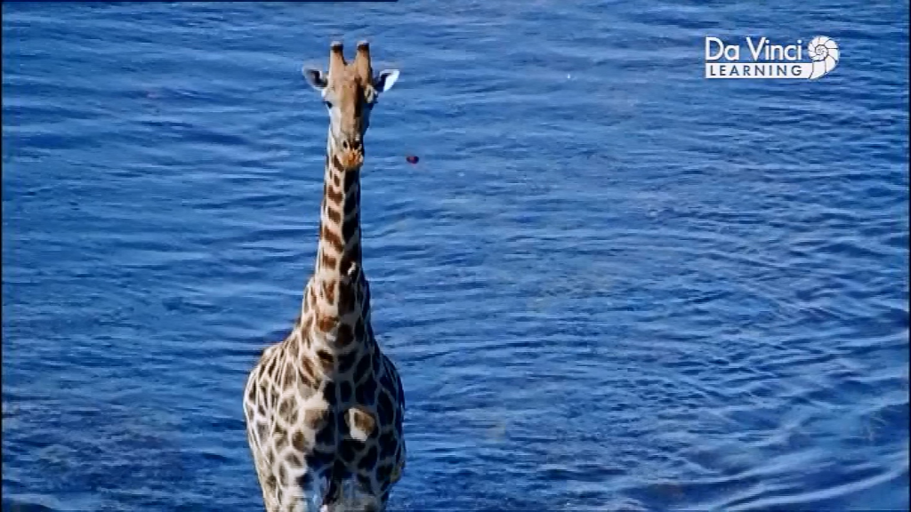 Генетичний код - Скріншот 4