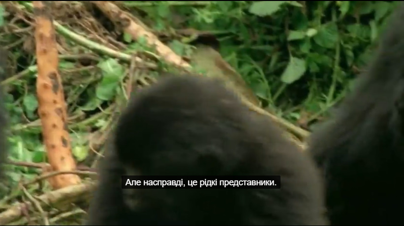 Горили кадр 5