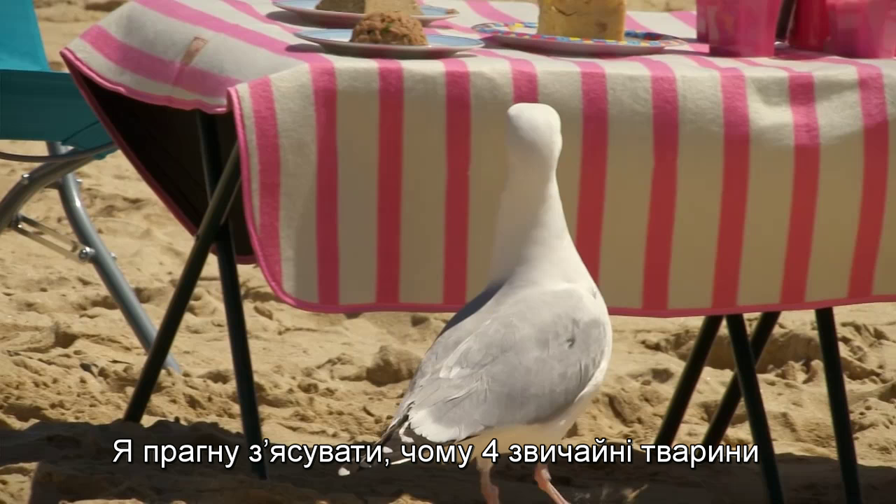 Найсміливіші злодюжки кадр 2