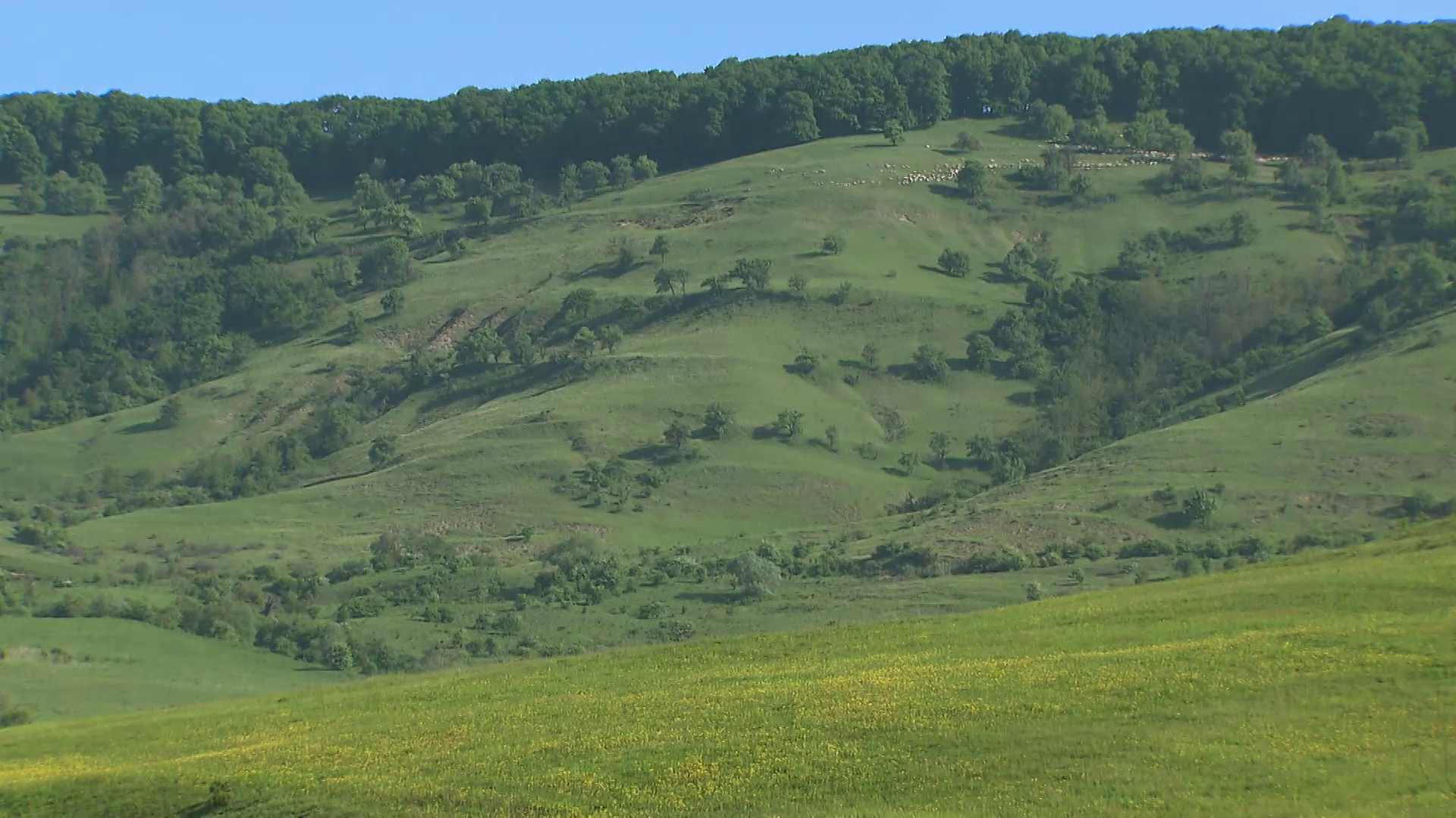 Дикі Карпати кадр 3