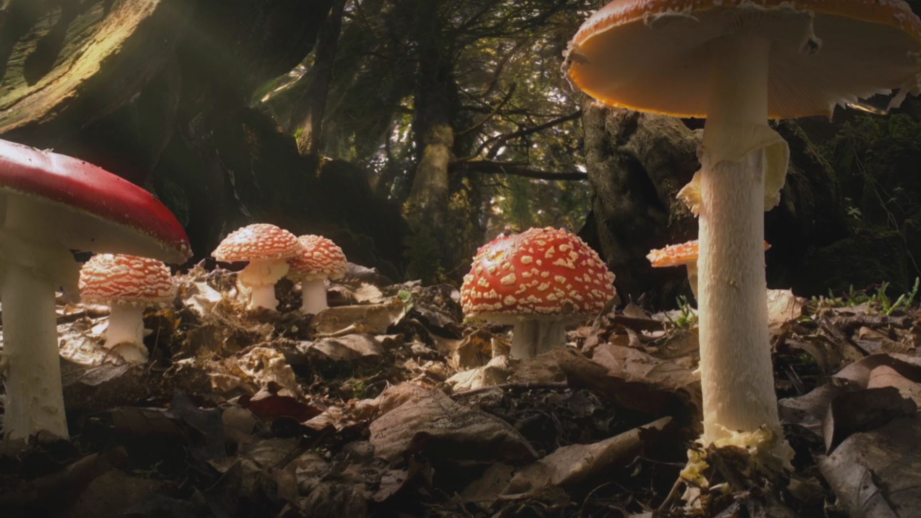 Приховані королівства - Скріншот 4