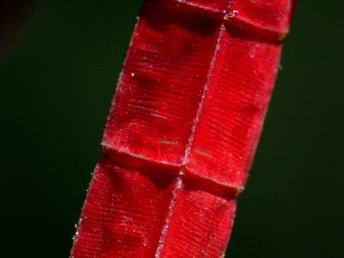 Дива життя - Скріншот 1