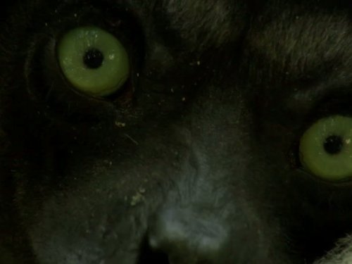 Мадаґаскар - Скріншот 2