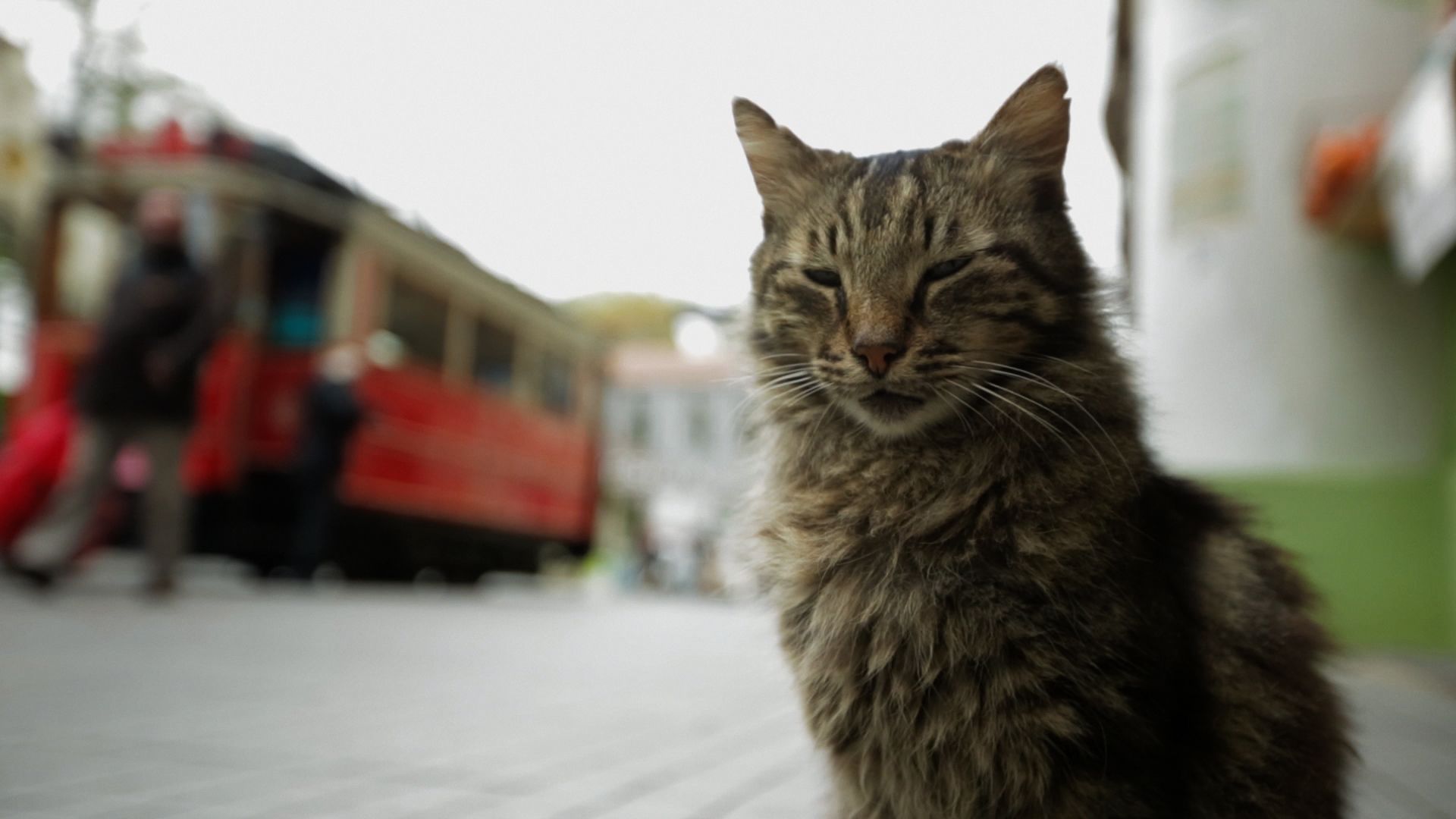 Королівство котів кадр 3