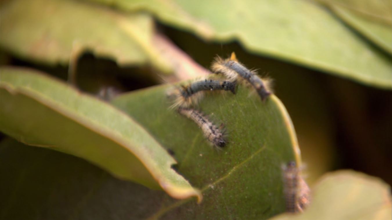 Мадаґаскар - Скріншот 4