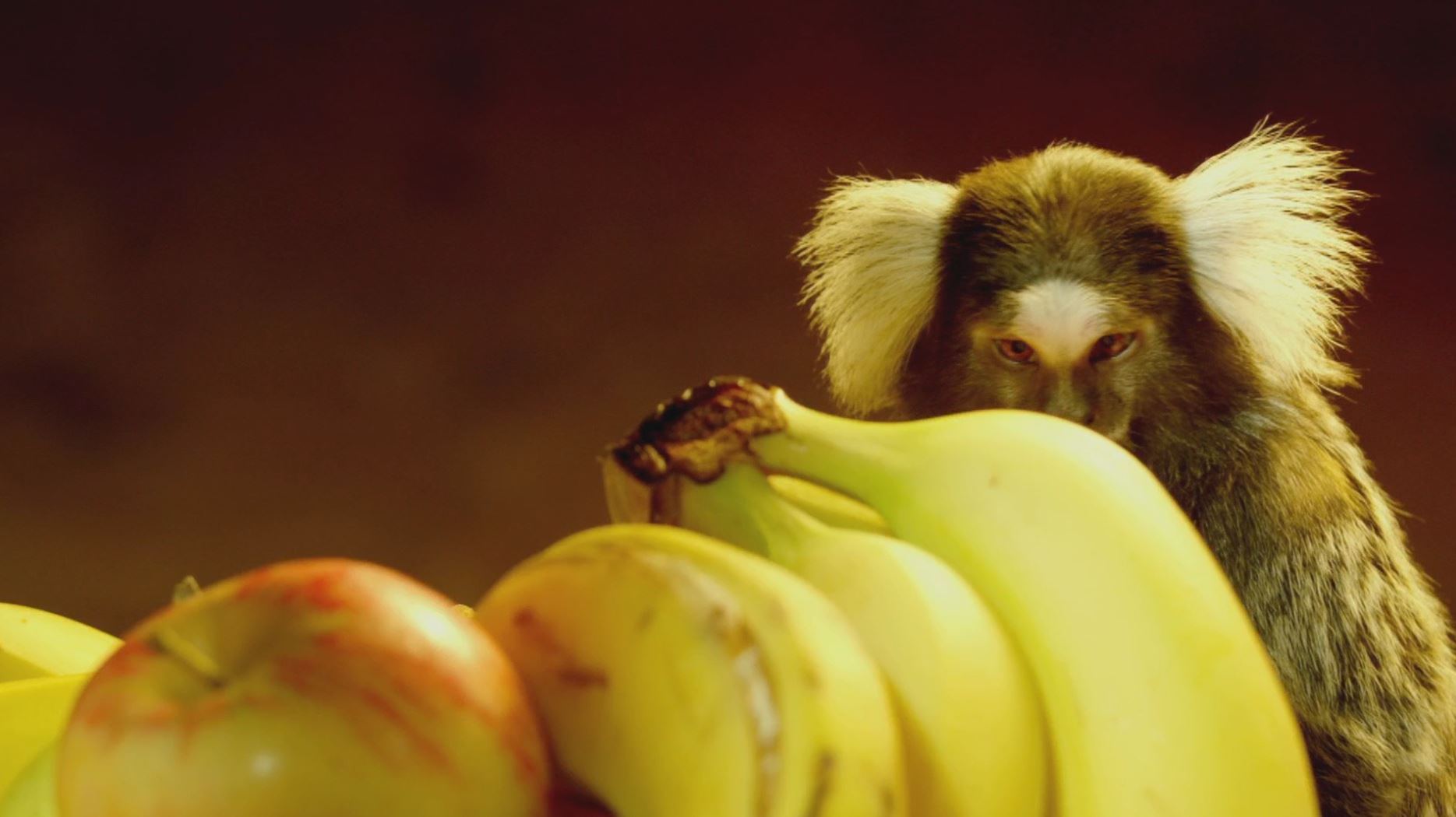 Приховані королівства - Скріншот 3