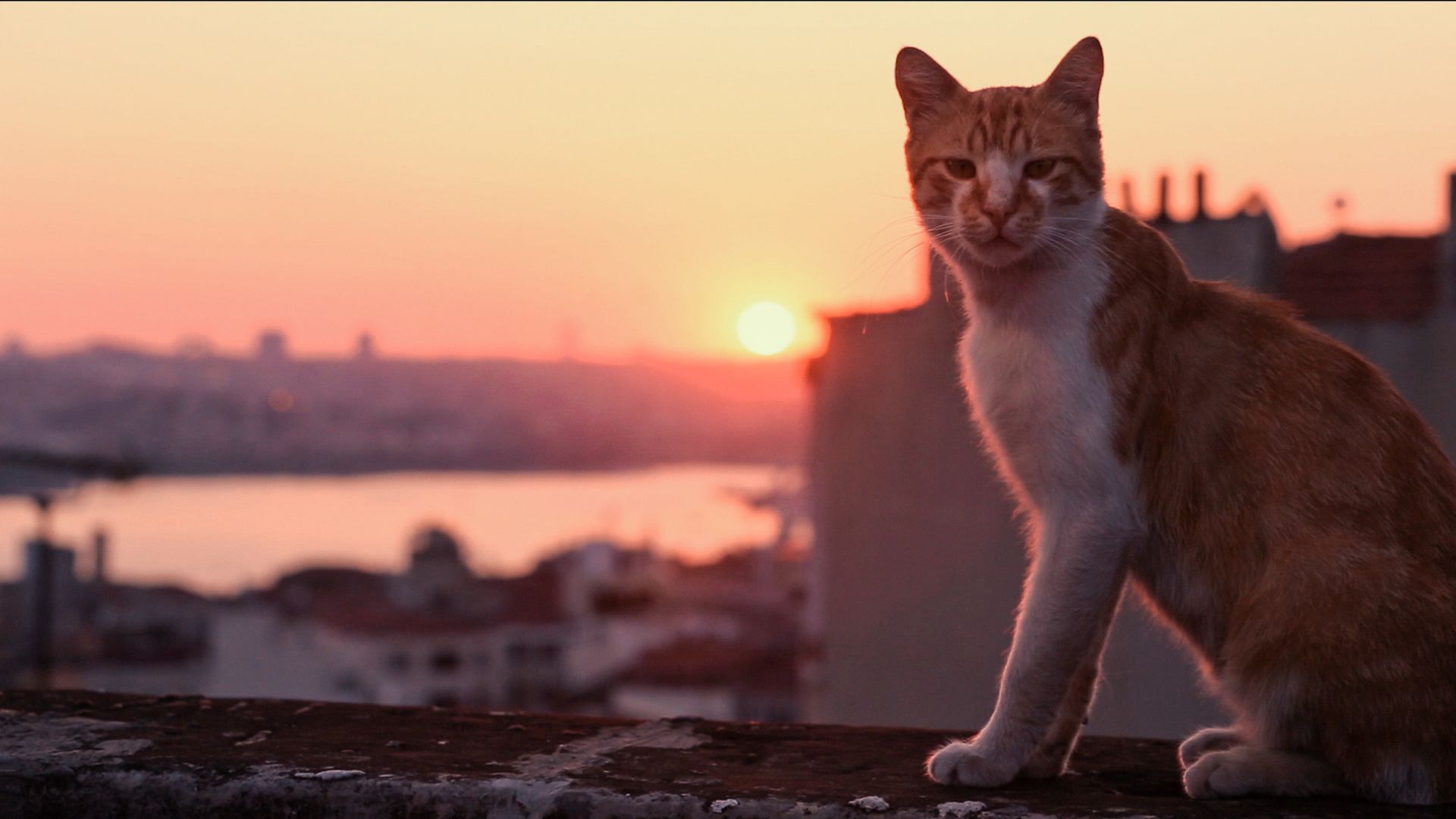 Королівство котів кадр 4
