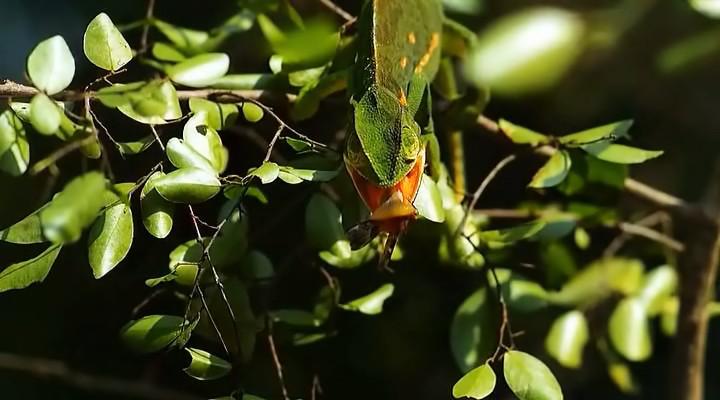 Дивовижні миті життя - Скріншот 2