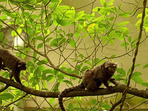 Приховані королівства - Скріншот 1