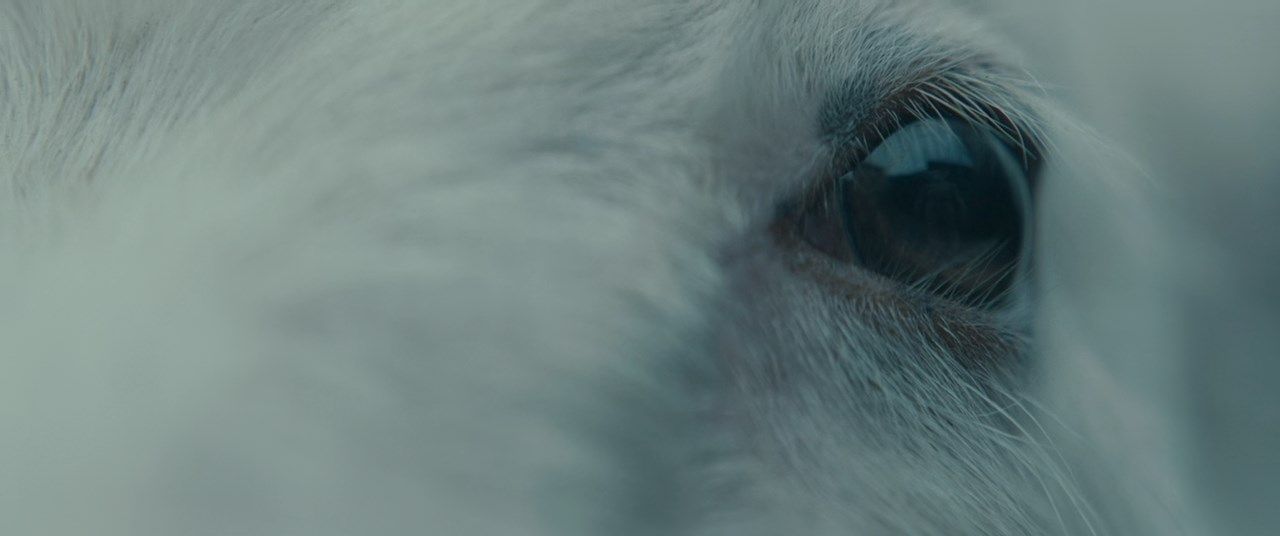 Ягня - Скріншот 2