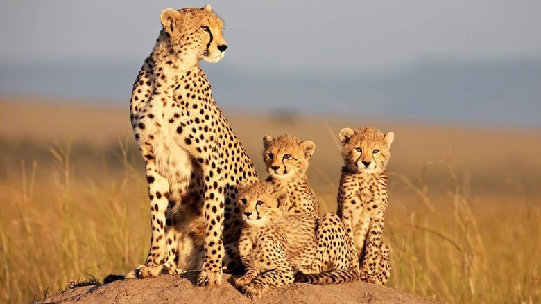 Африканські кішки кадр 1